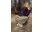 Woden - Selma Waterproof - Beige 
